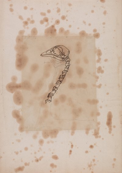 Vergelijkende anatomische expositie van de structuur van het menselijk lichaam met dat van een tijger en een koe door George Stubbs